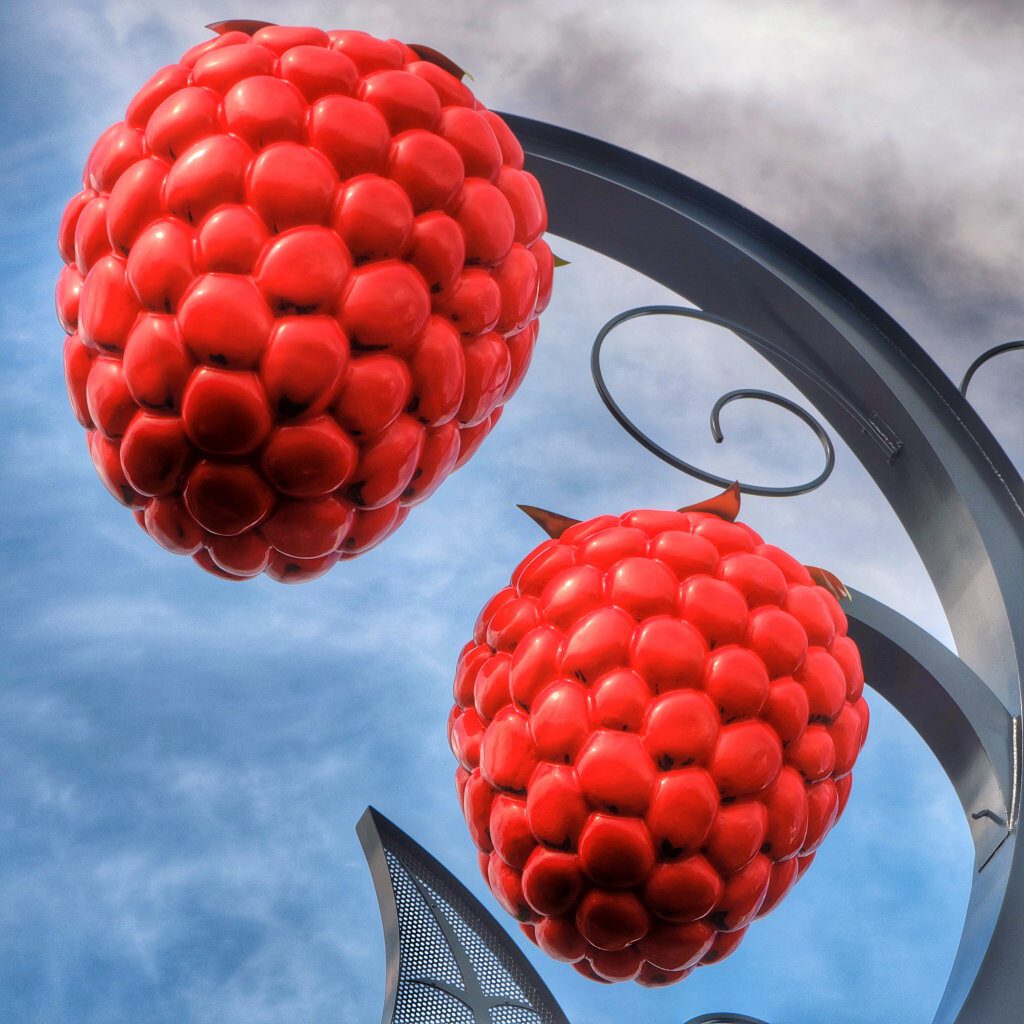 The Giant Raspberries, Abbotsford, BC - Land of the Bigs