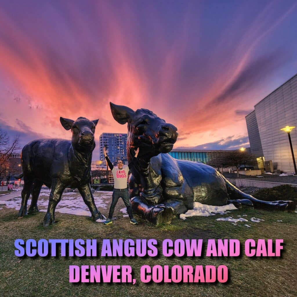 Scottish Angus Cow and Calf, Denver, Colorado - Land of the Bigs